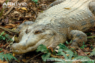 Illustration for article titled Sunday Crocodilian - Tomistoma schlegelii Edition